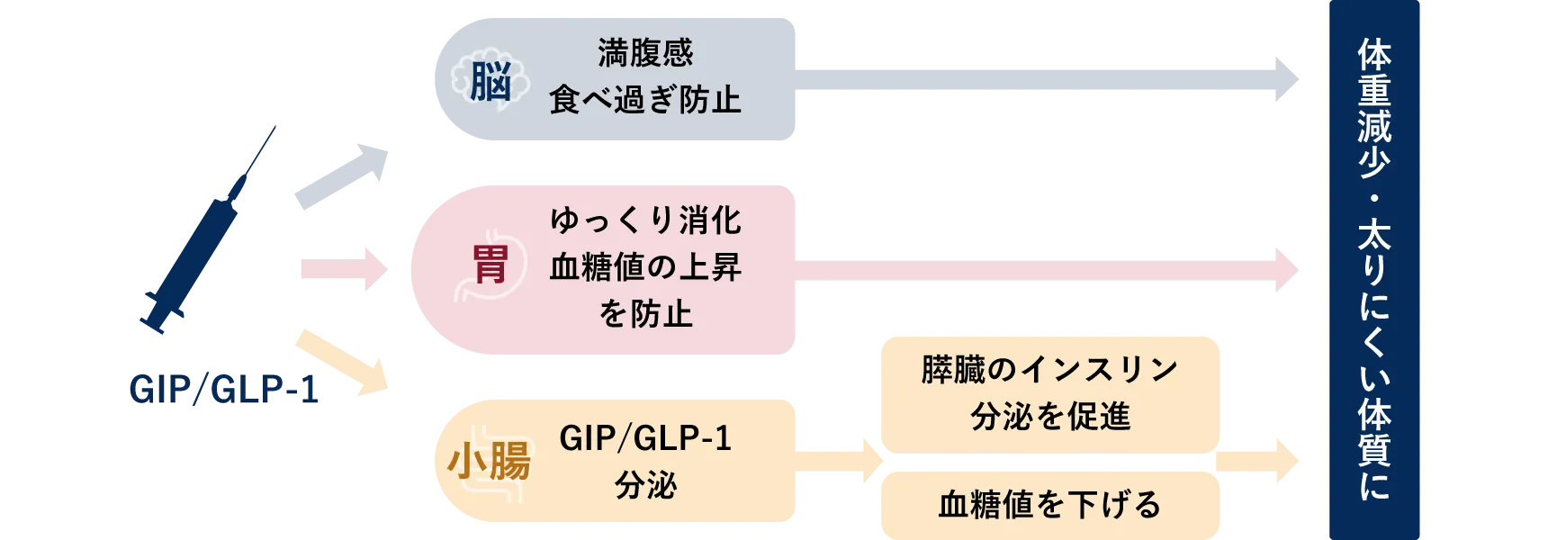 GIP/GLP-1注射による痩身メカニズム